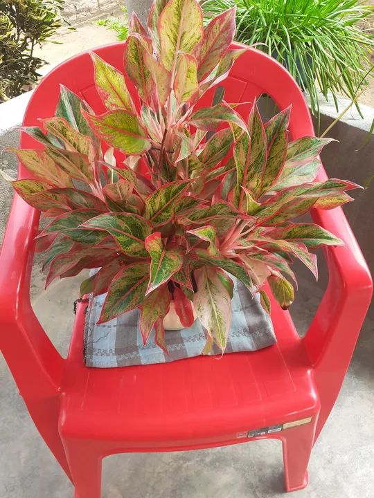  Aglaonema