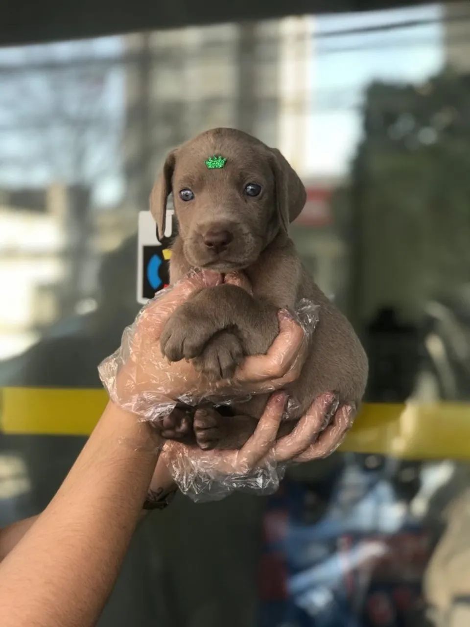 Weimaraner - único disponível no momento   
