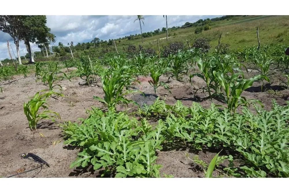 TERRENO (Fazenda em Piaçabuçu, AL - 687 ha) - Foto 8