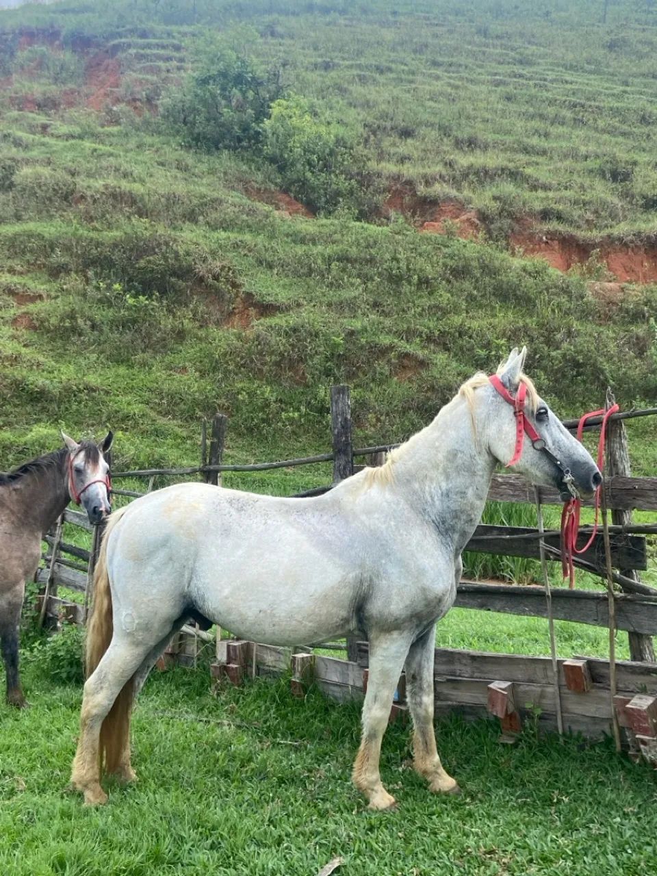 Cavalo manga larga marchador pra venda - Foto 3
