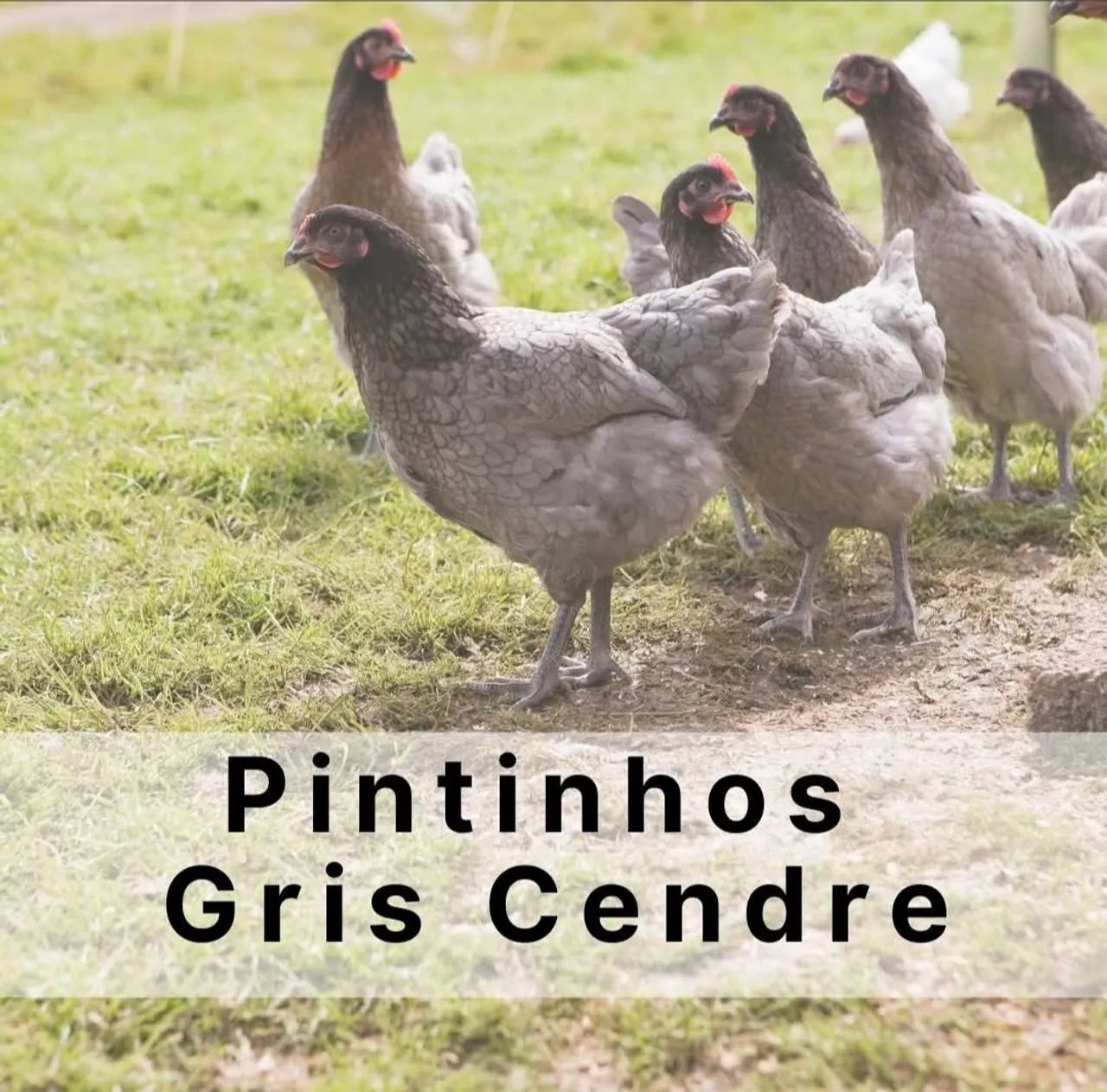 Pintinhos Gris Cendre 30 dias