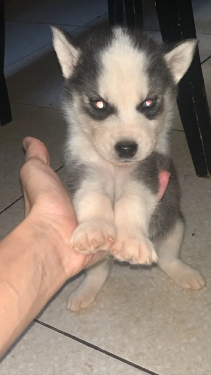 Filhotinho Husky Siberiano com Olhos Incríveis!