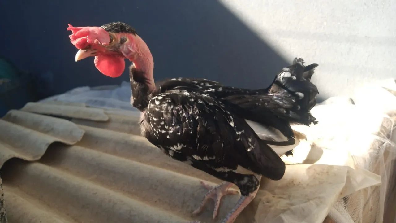 Ganize polaco mod let  - Foto 2