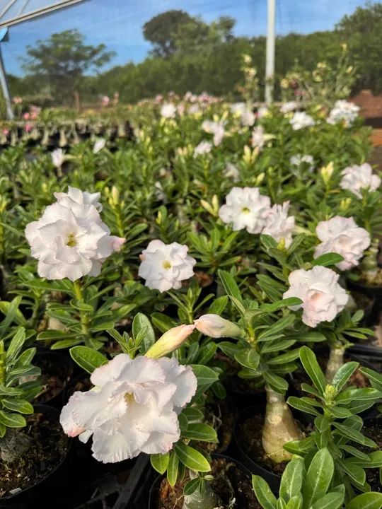 Rosas do Deserto - Foto 2