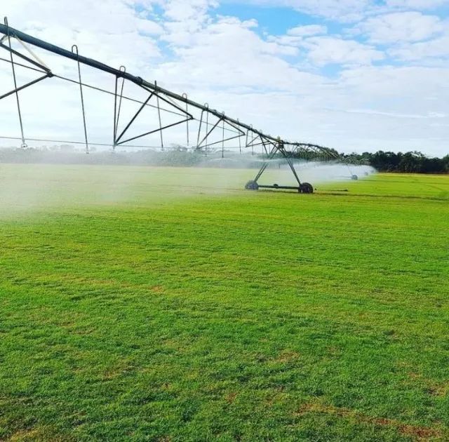 grama esmeralda  em  tapetes e batataes
