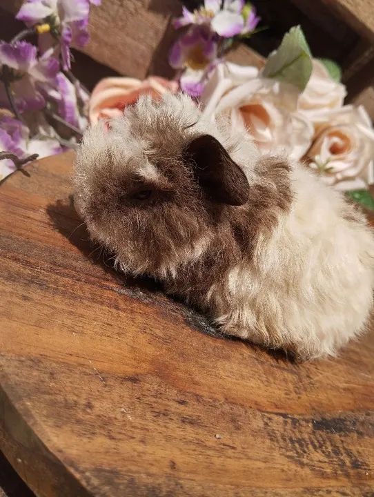 Lindos porquinhos da índia merino - Foto 6