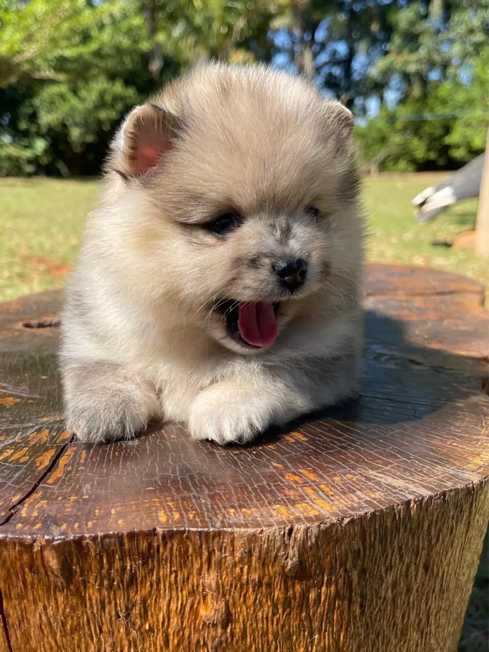 Filhote de Spitz Alemão - Uma bolinha de fofura!