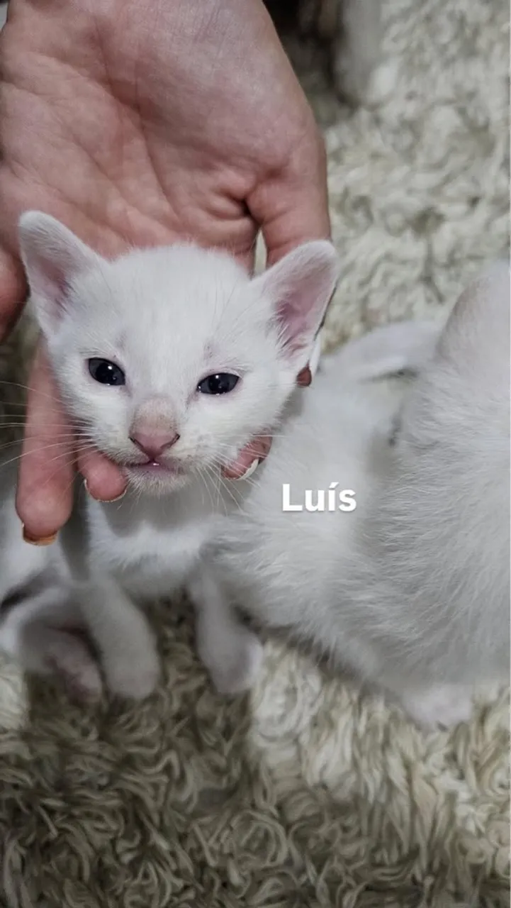 Gatinho filhote branco para adoção!