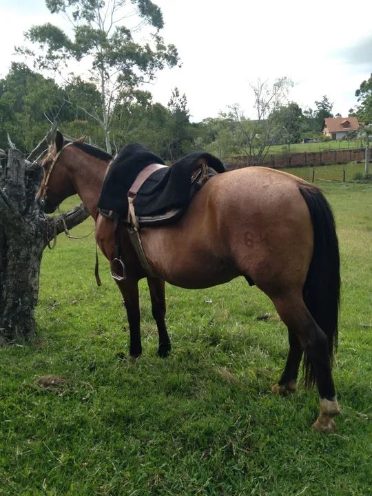 BARBADA, LINDO CAVALO, CONFIRMADO, DE LAÇO, ENCILHADO - Foto 5