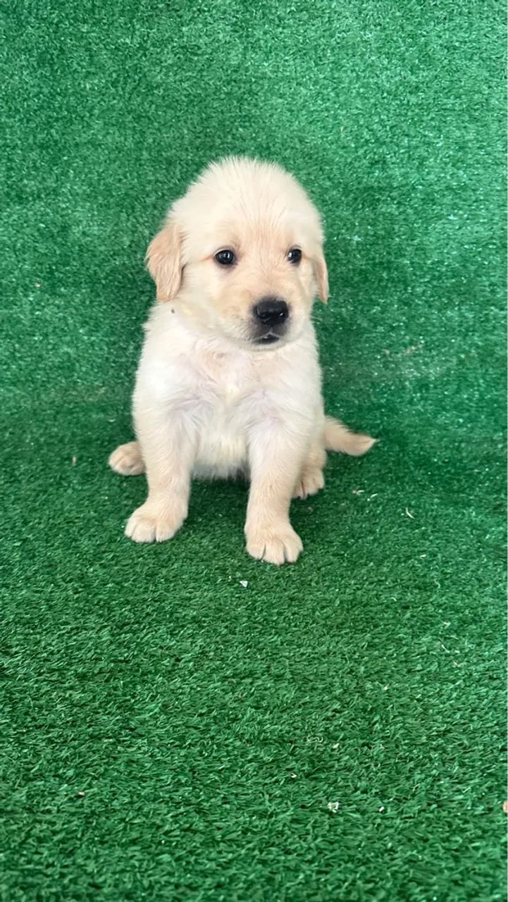 Golden Retriever machos e fêmeas ( canil Metódio ) - Foto 3