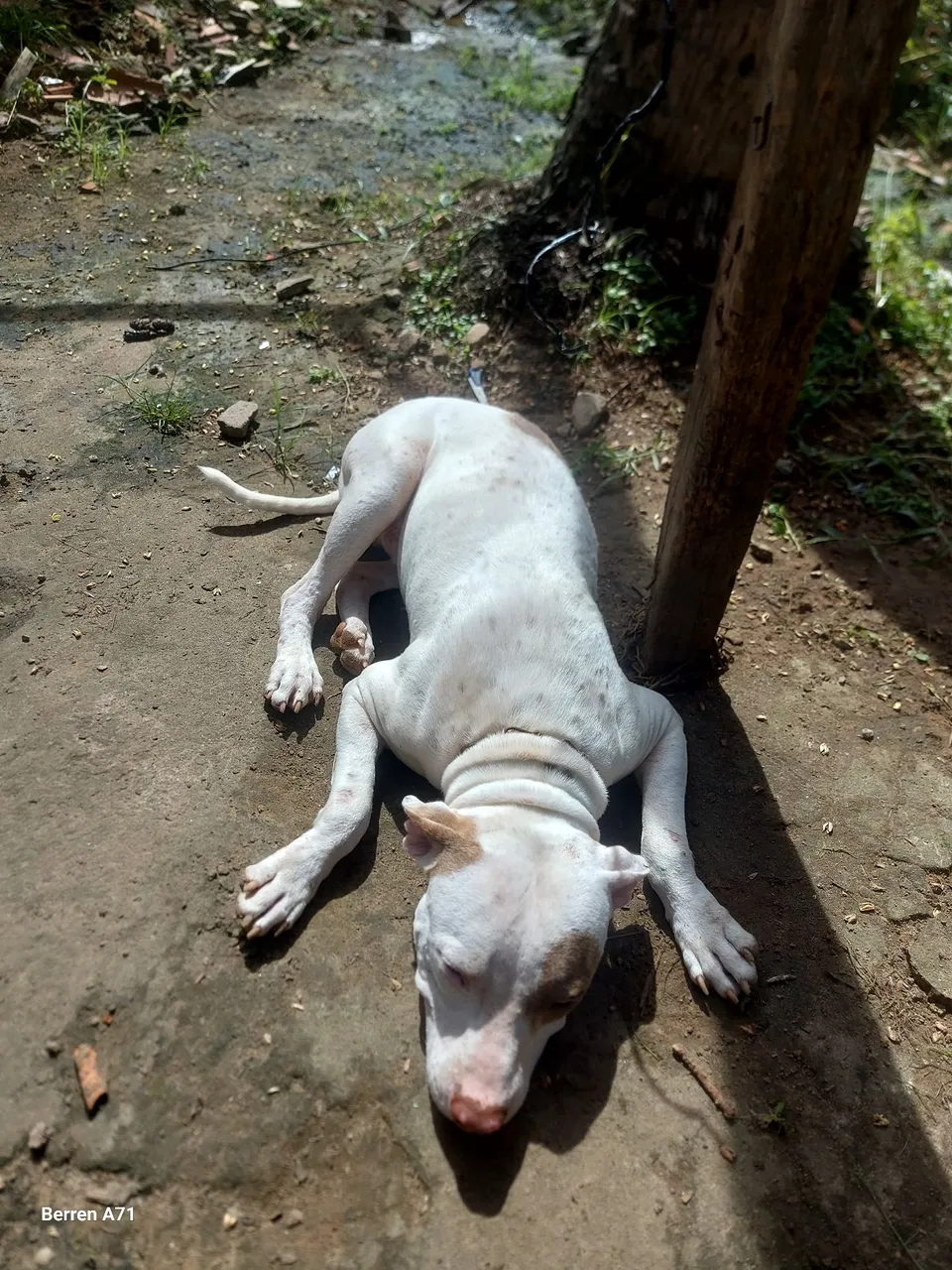 Pitbull Filhote - 9 meses