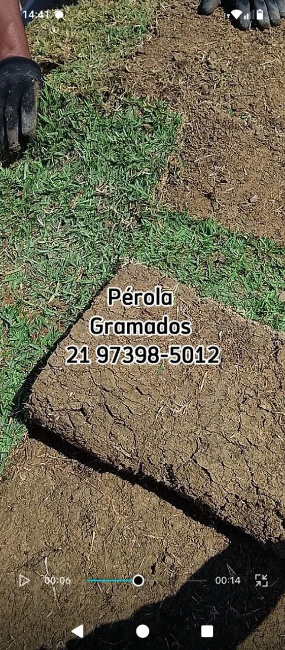 Grama Esmeralda Natural e plantio de Grama - Foto 2