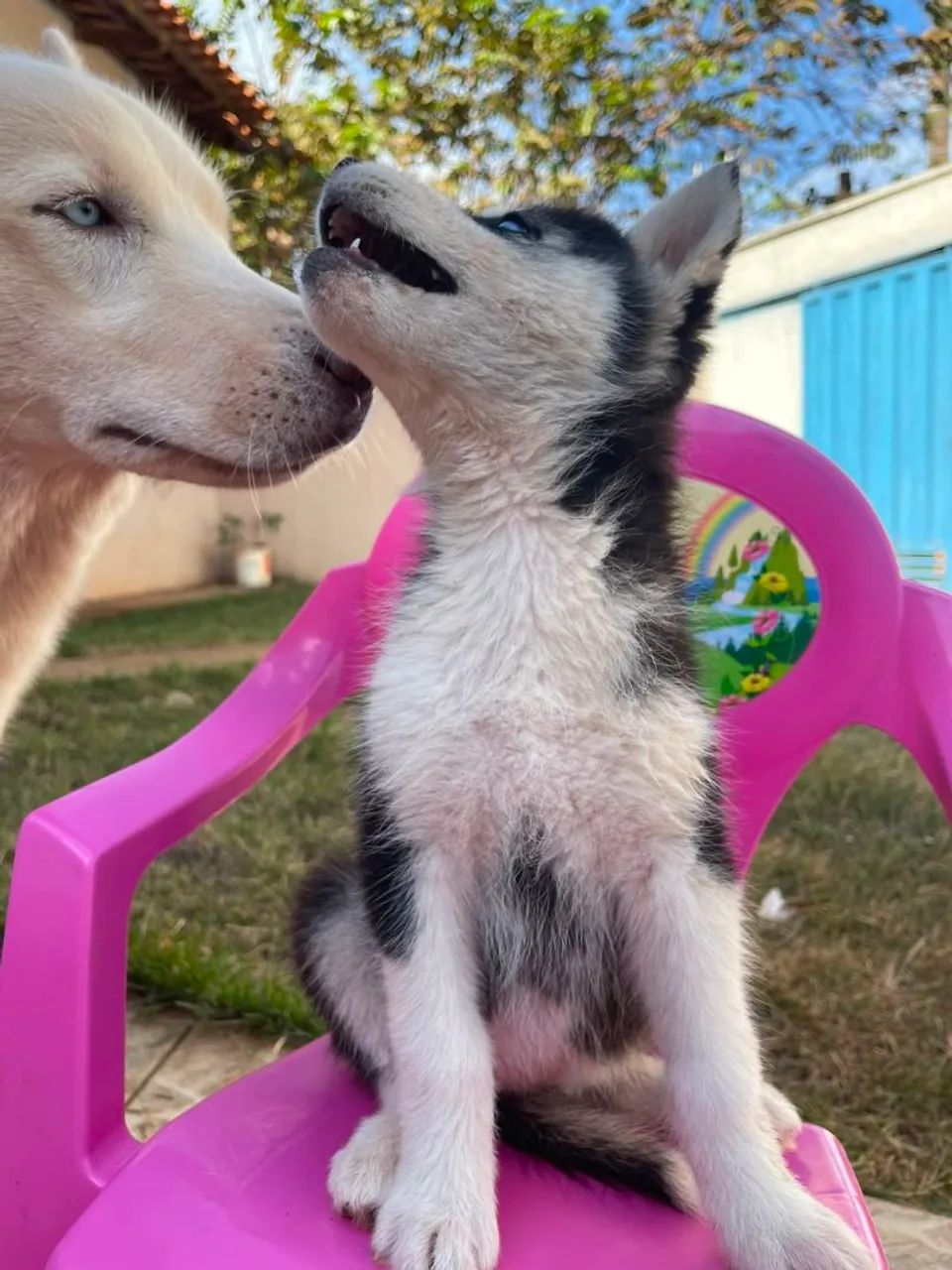 Filhote  Husky Siberiano  - Foto 2