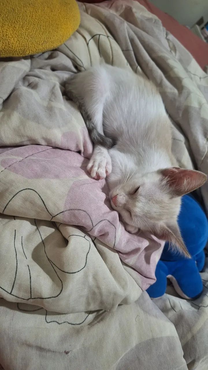 Doação de gatinho macho lindo - Foto 2
