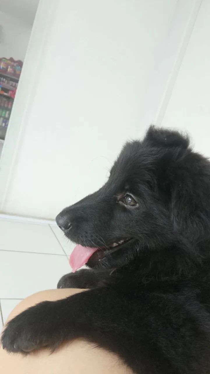 Para adoção! Pastor alemão preto 3 meses, fêmea 