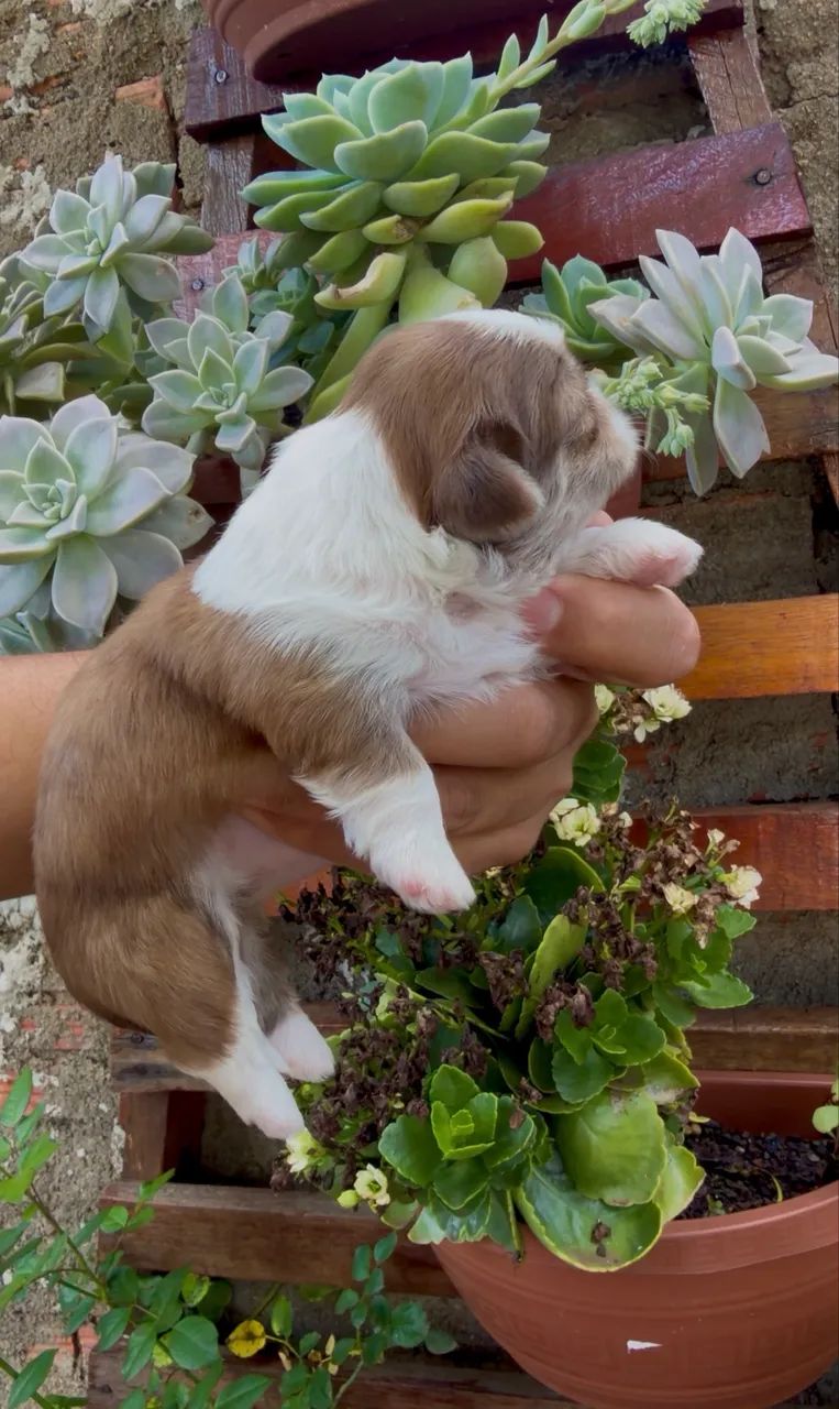 Shihtzu macho - Foto 3