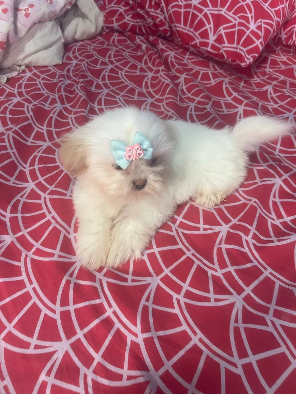 cachorrinha shihtzu  - Foto 3