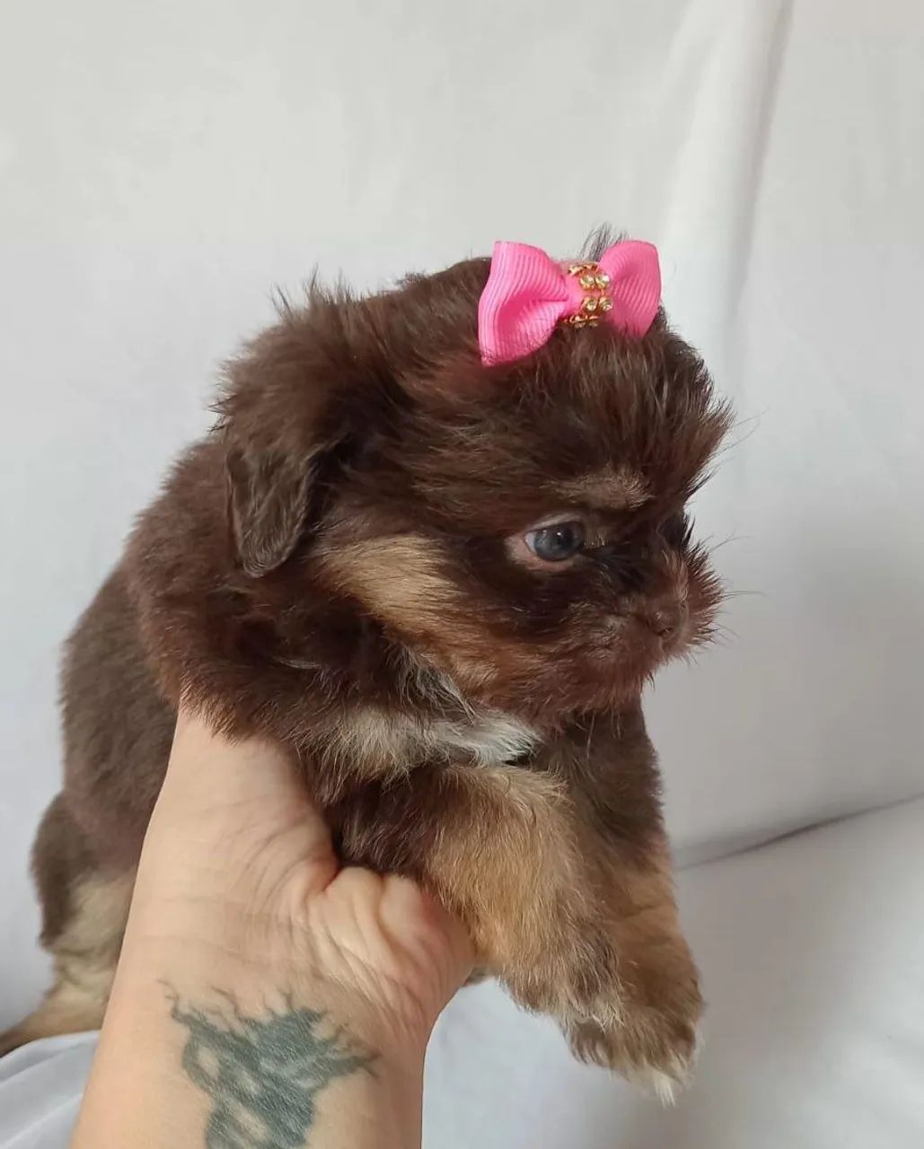SHIH TZU - Foto 2