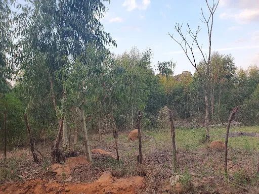 Lote de chácara- Camargo II- São Pedro S/P - Foto 4