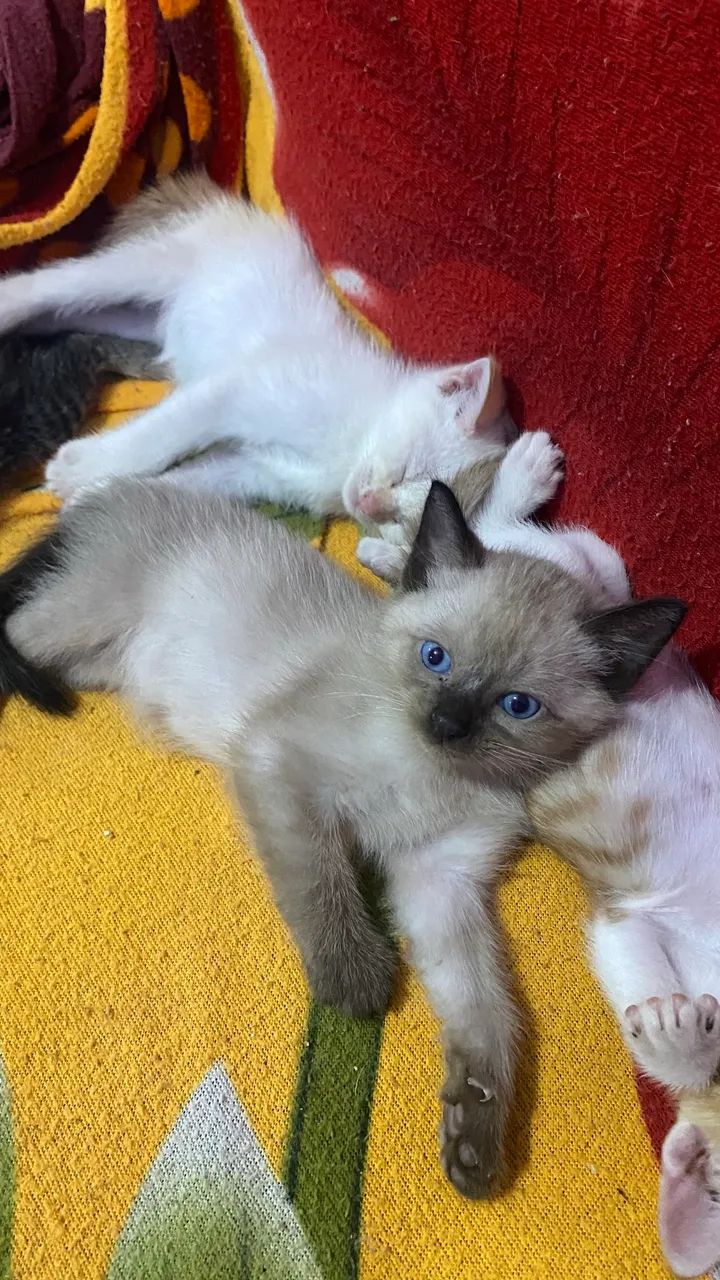 Adoção  - Foto 4