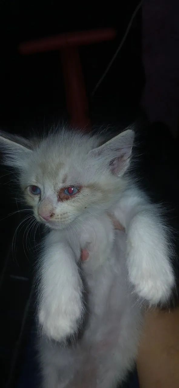Gatinhos