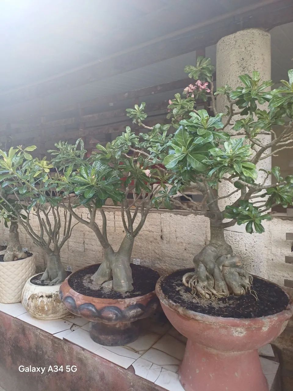 Rosas do Deserto  - Foto 5