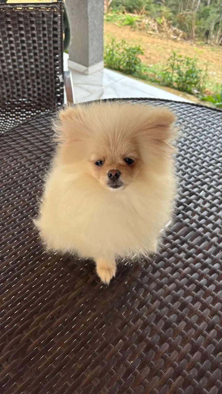 Spitz alemão machos - Foto 3