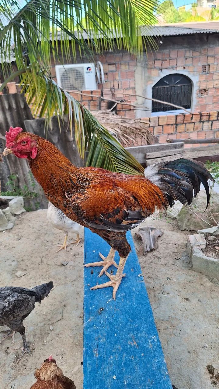 DISPONÍVEL  - Foto 4