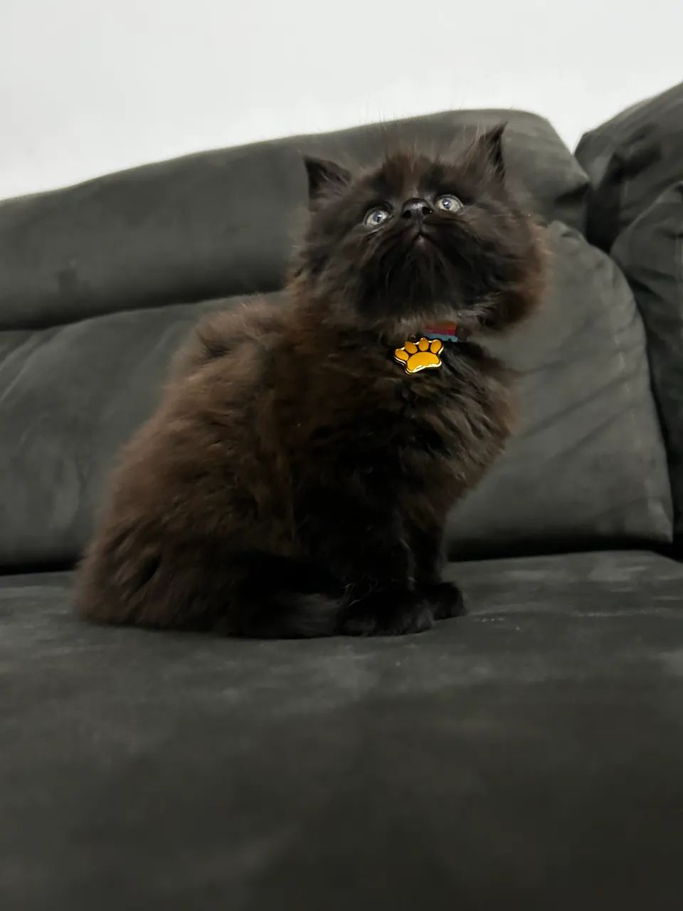 Maine Coon  - Foto 2