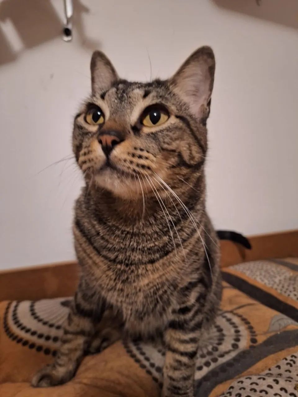 ADOÇÃO RESPONSÁVEL DE GATA  - Foto 3
