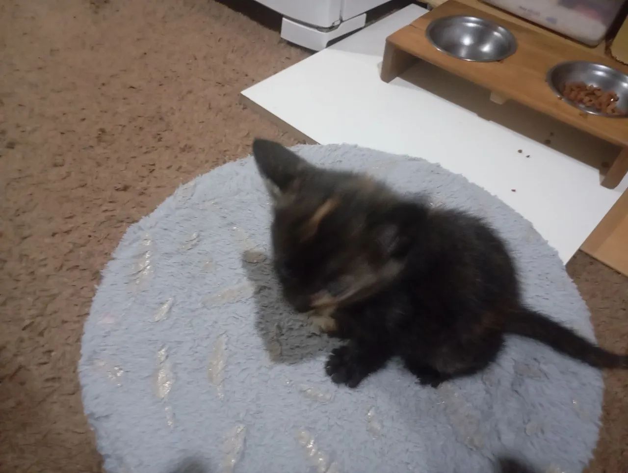 Duas GATINHAS para doação  - Foto 4