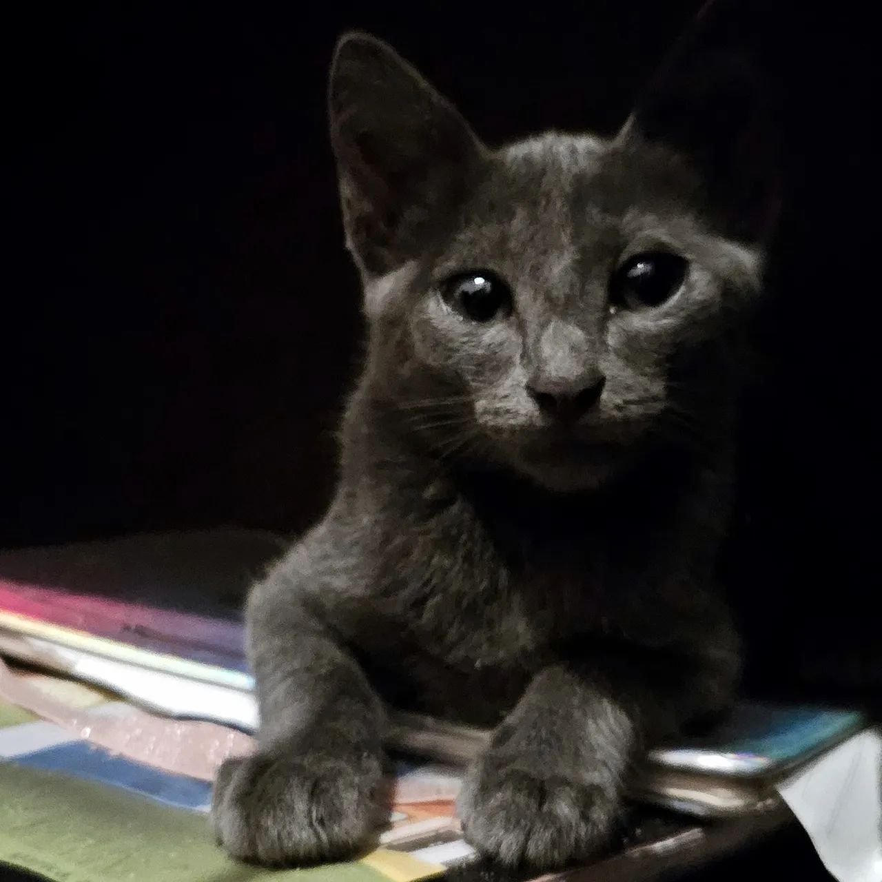 Gatinho Para Adoção Responsável  - Foto 4