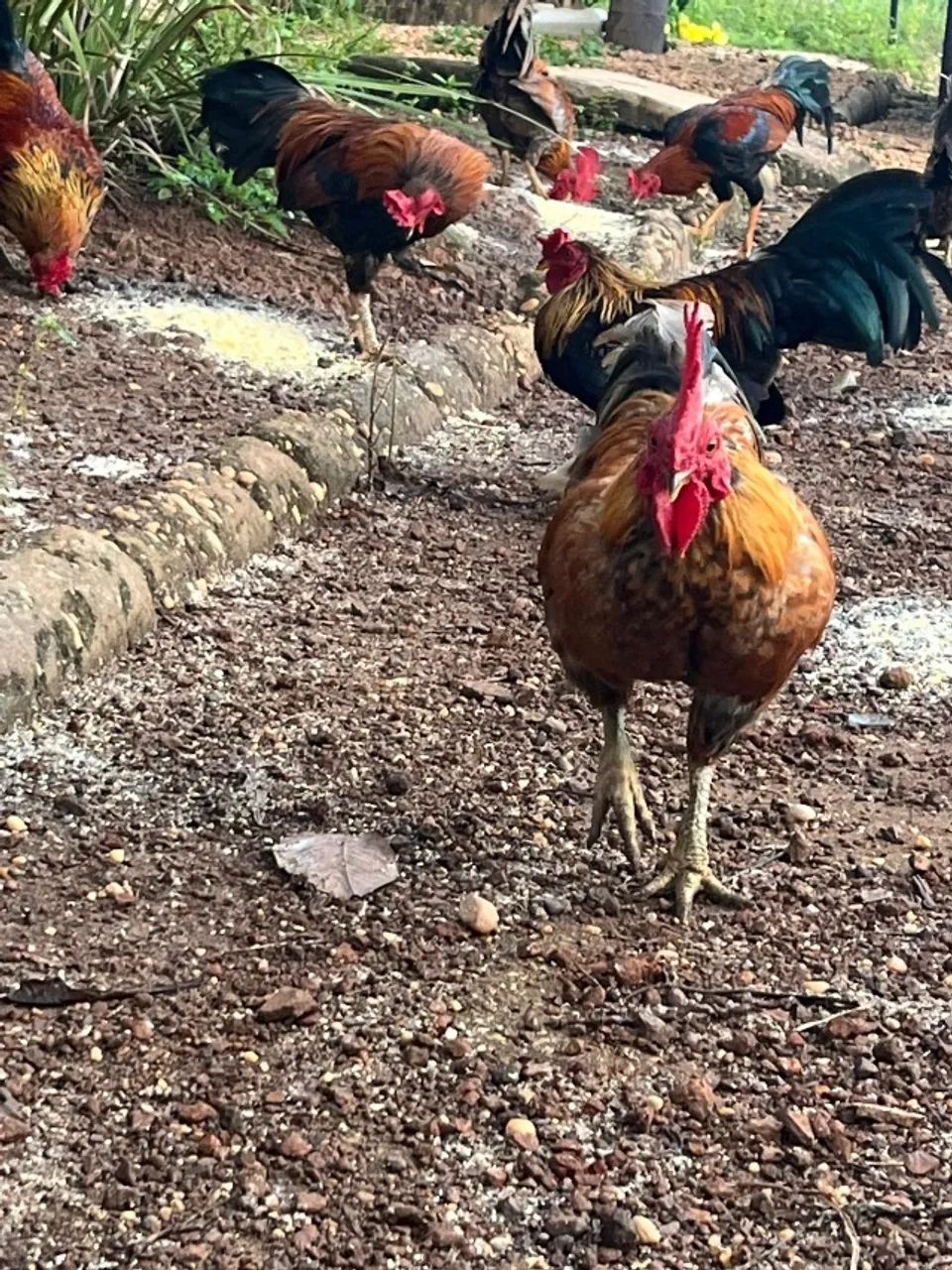 Troco criação de galos e galinhas Garnizés por material de Construção! - Foto 6