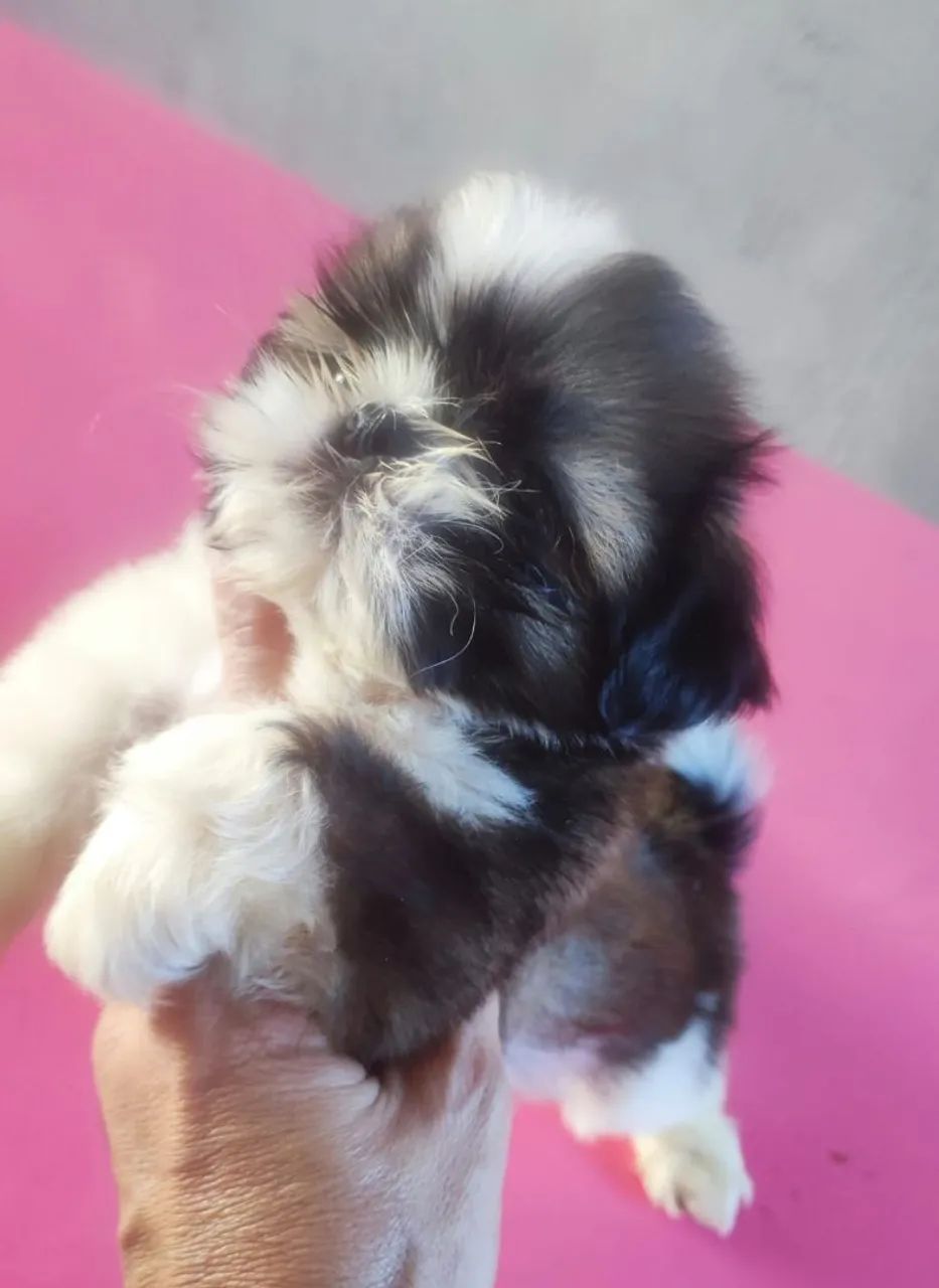 Shitzu macho micro disponível ? - Foto 4