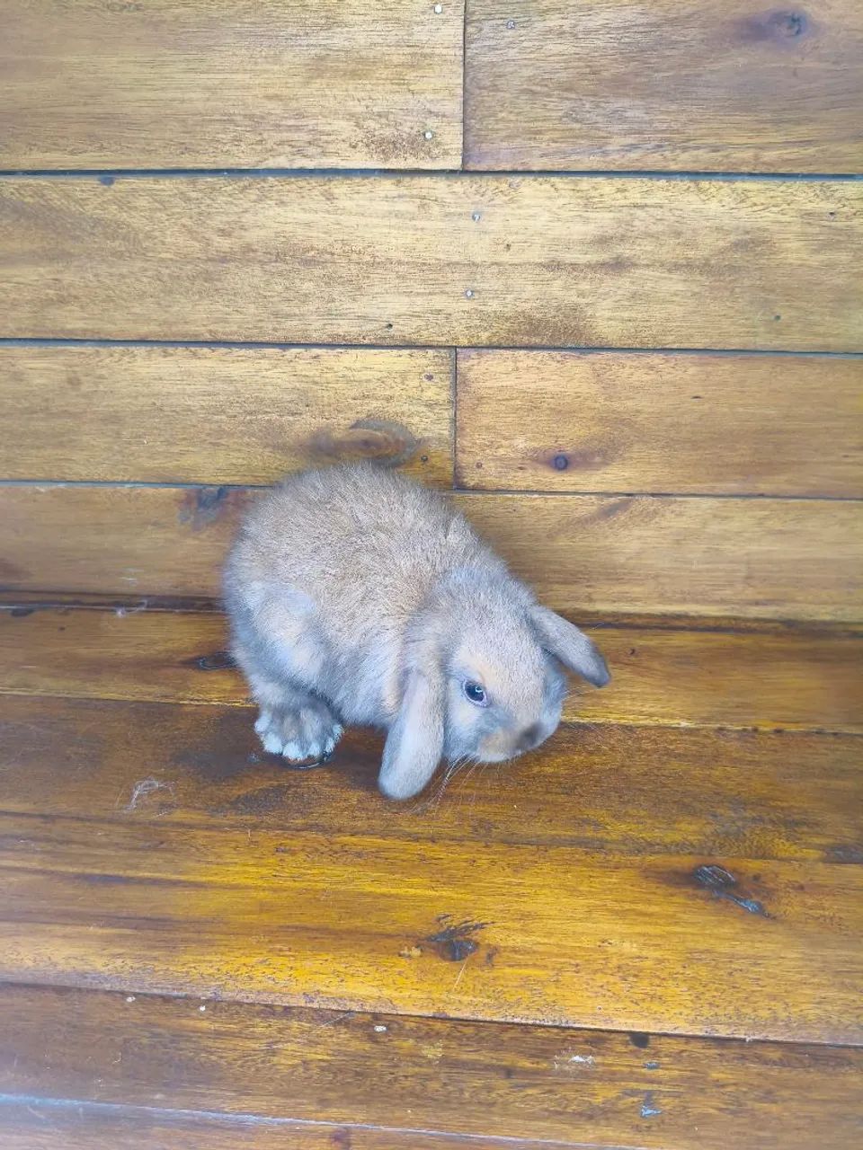 Mini coelho loop uruguaio  - Foto 2