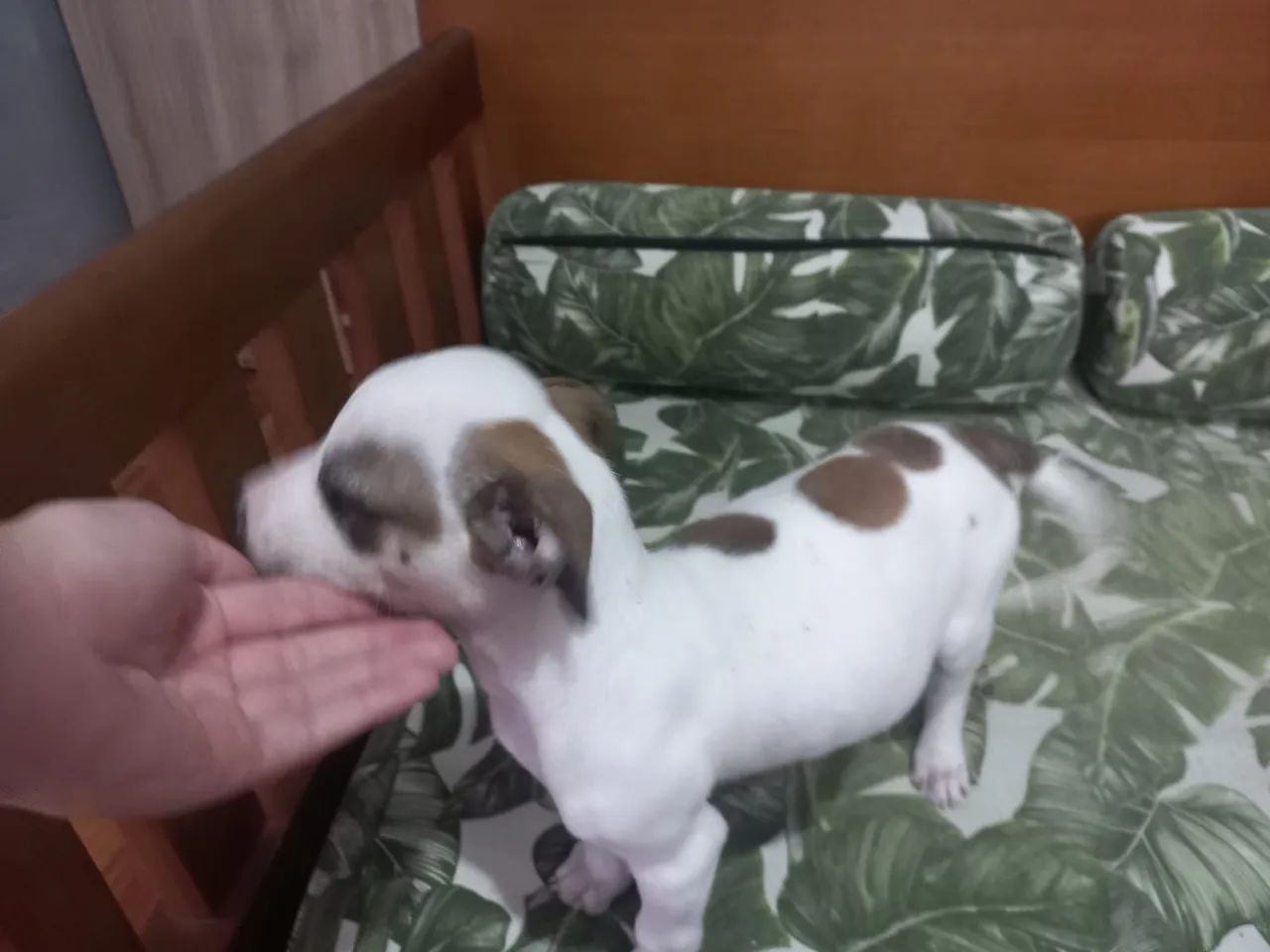 Doa- se cachorrinho macho  - Foto 2