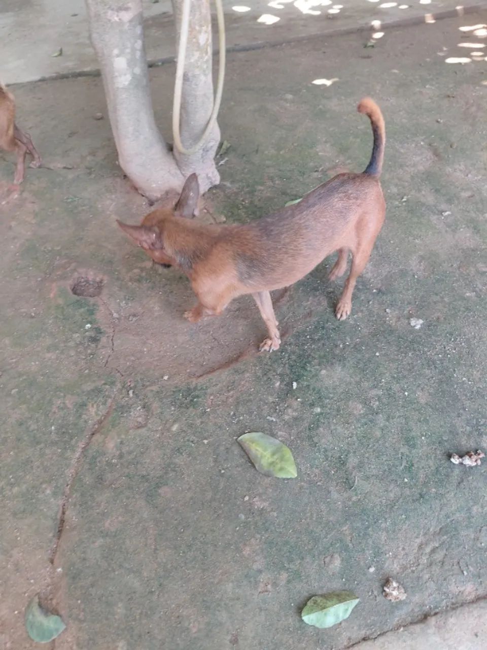 Pinscher fêmea - Foto 5