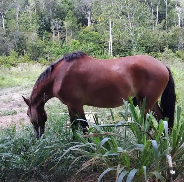 Vende-se cavalo - Foto 3