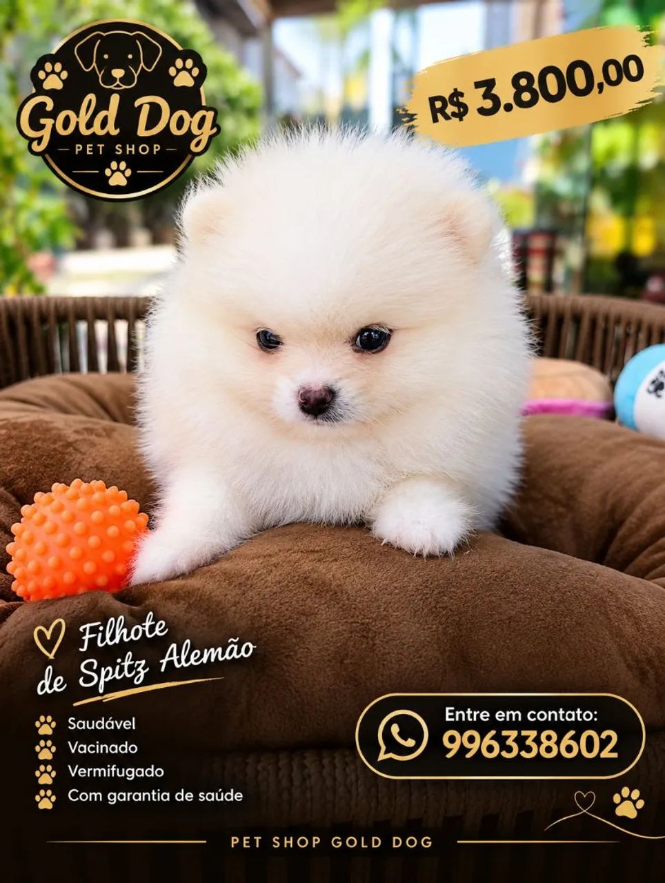 Spitz alemão 