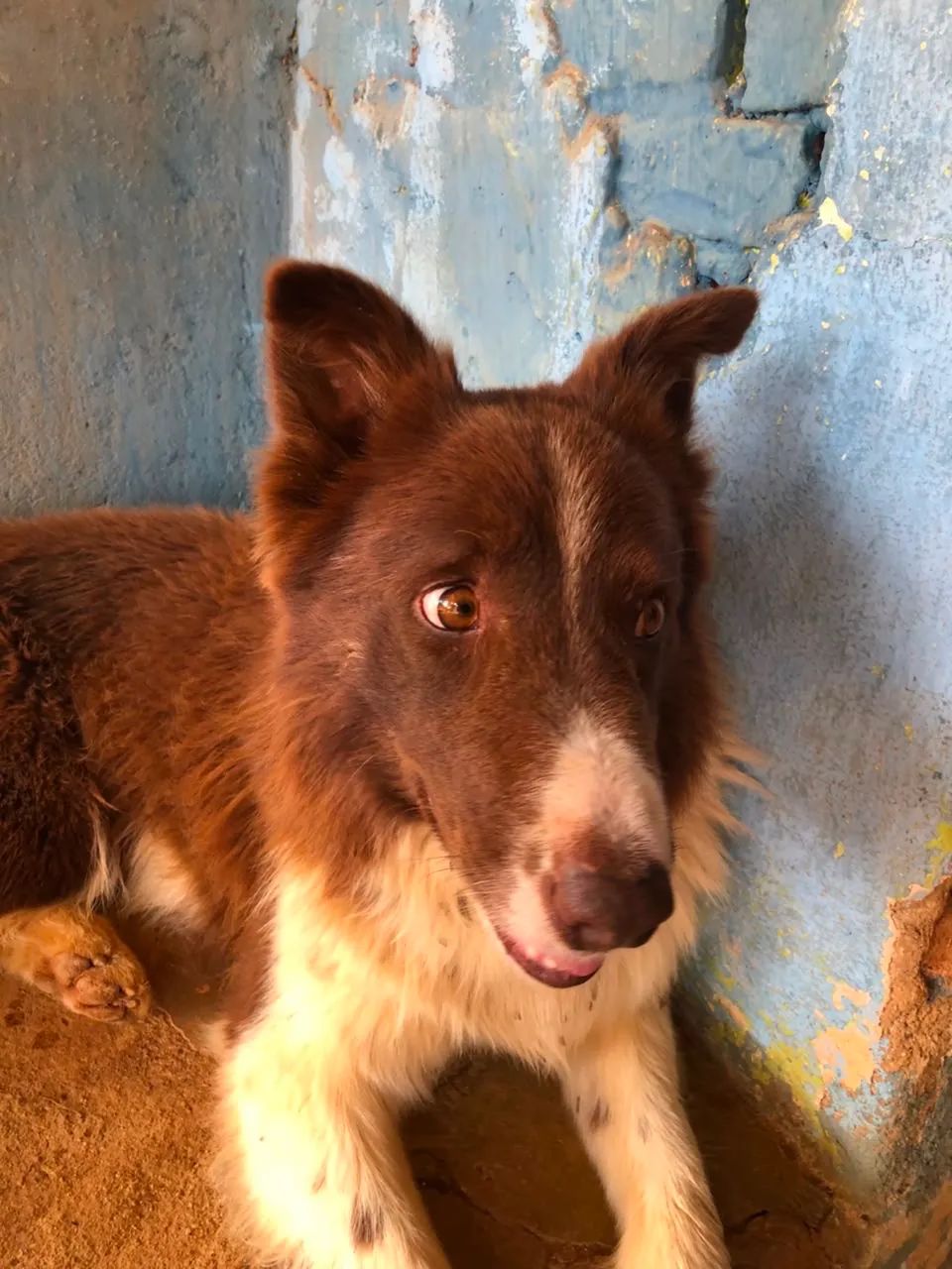 CACHORRO DESAPARECIDO  - Foto 5