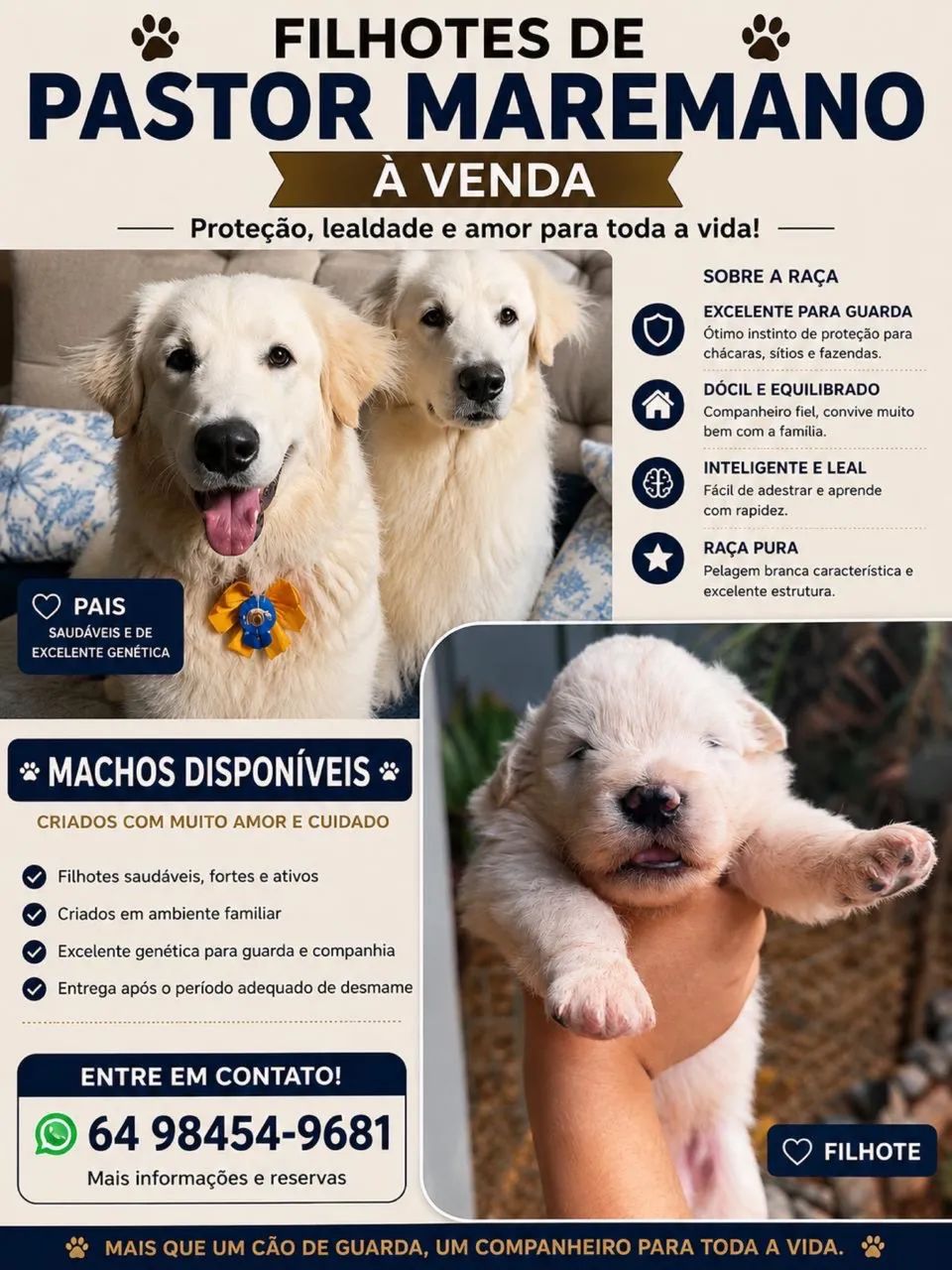 Pastor Maremano - Foto 2
