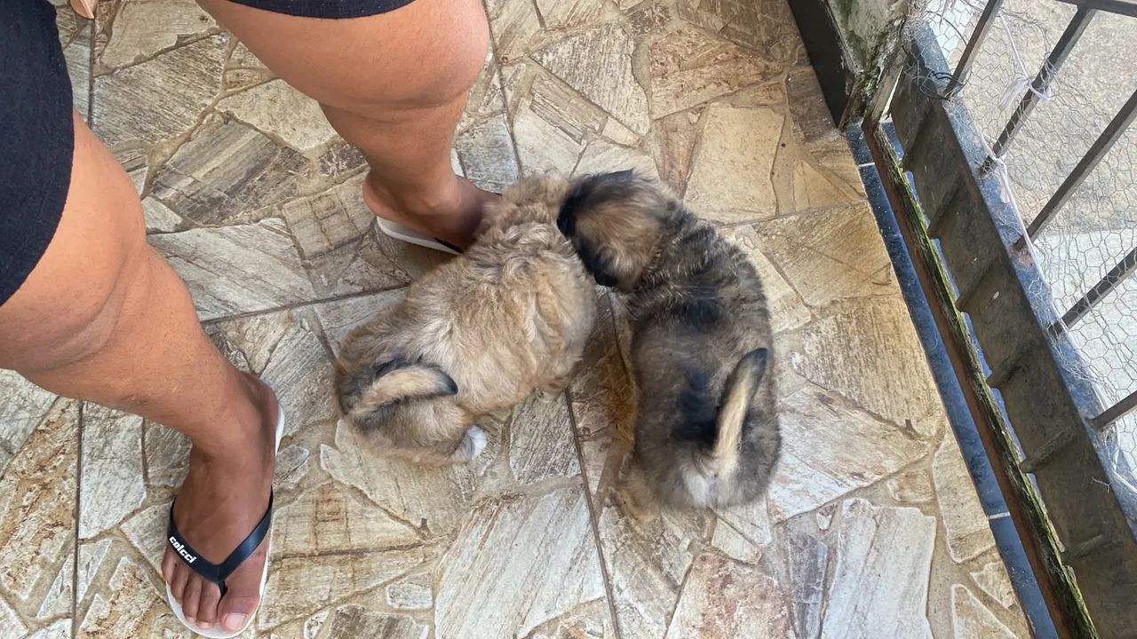 Vende -se Filhotes De Shihtzu com Poodle Macho  - Foto 2