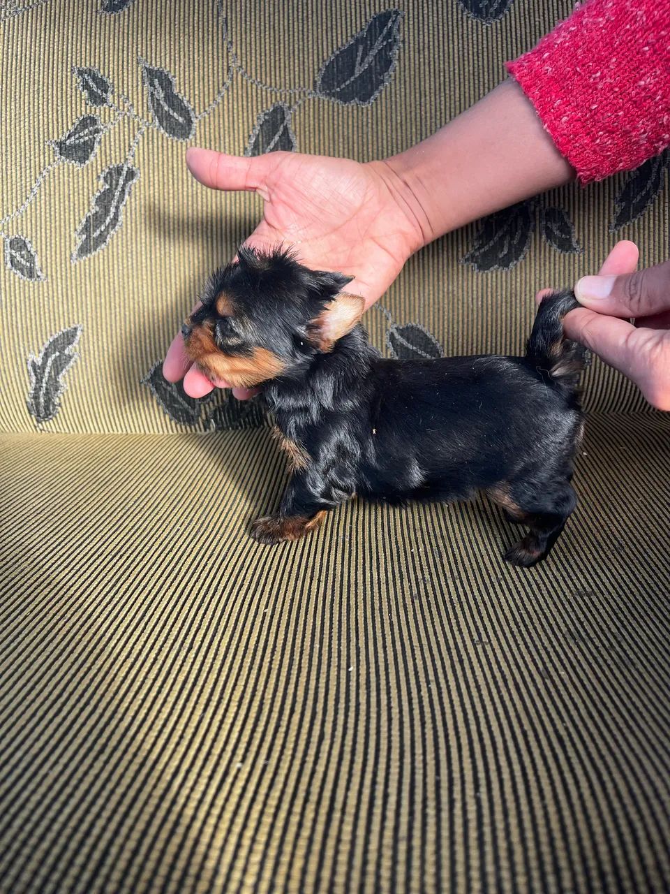 Cachorro yorkshire  - Foto 3