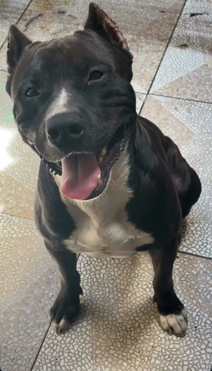 Pitbull  - Foto 2