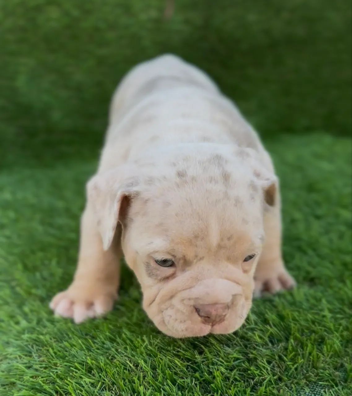 American bully macho  - Foto 4