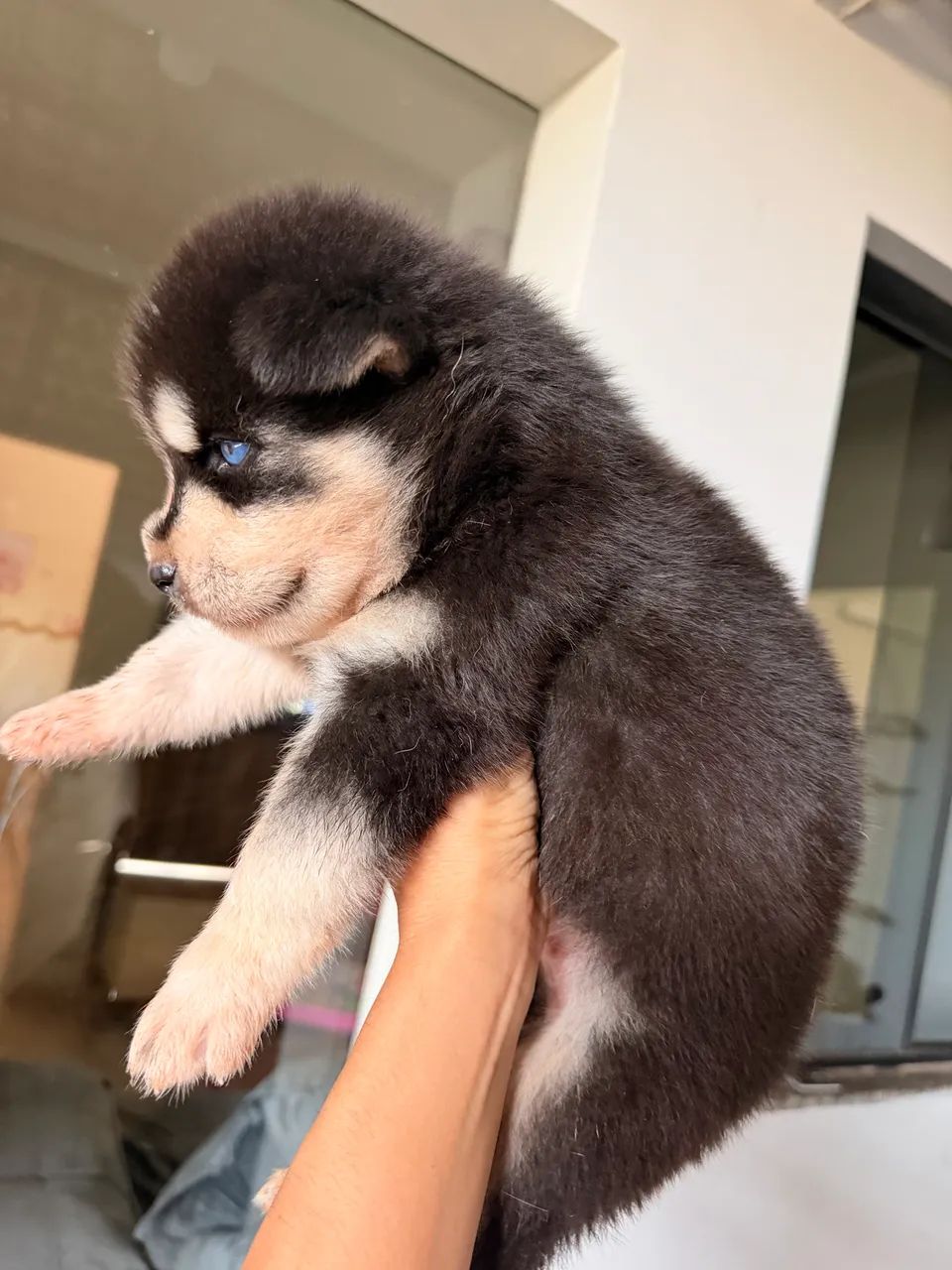 Husky siberiano  - Foto 4