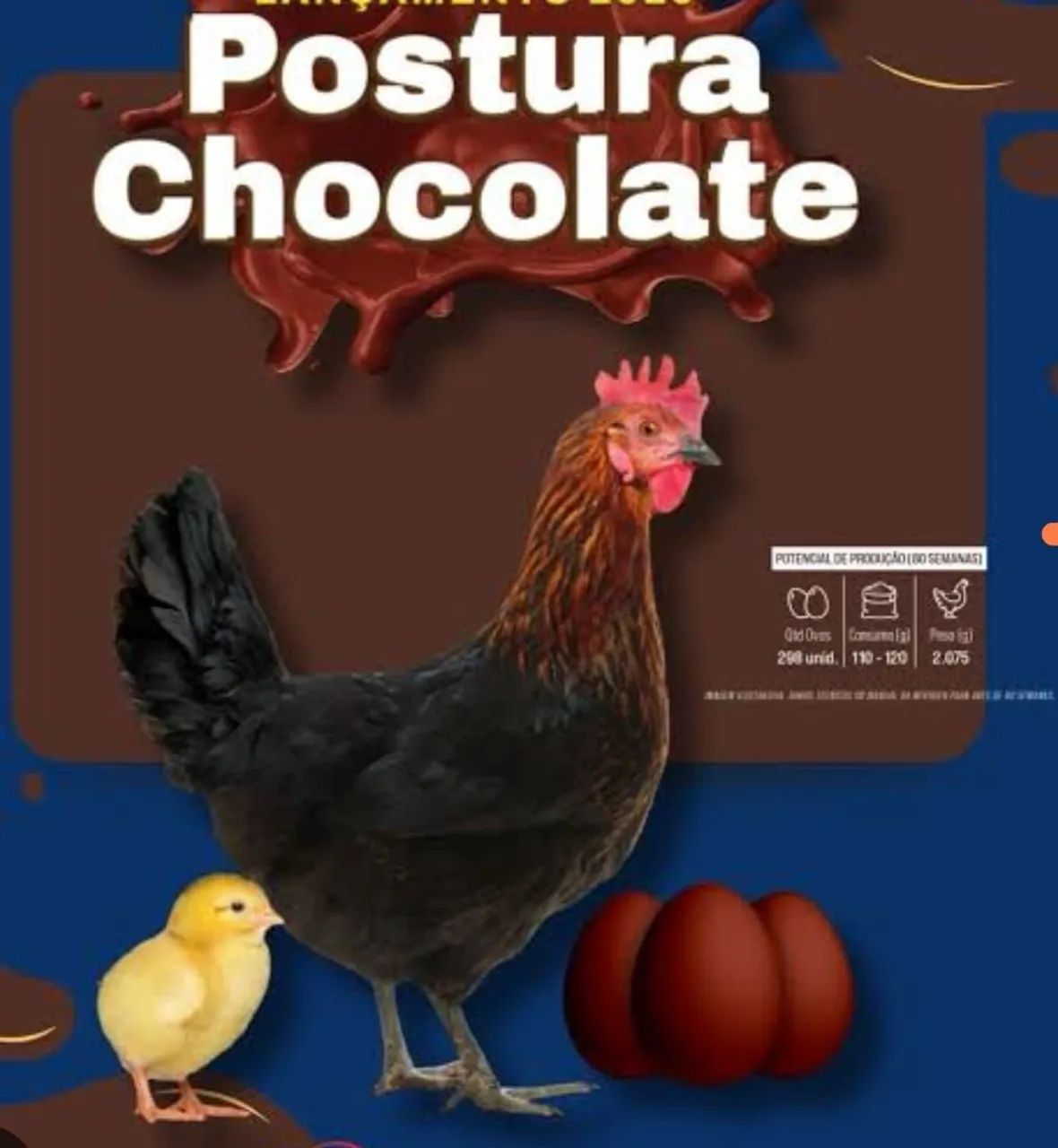 Pinro poedeira