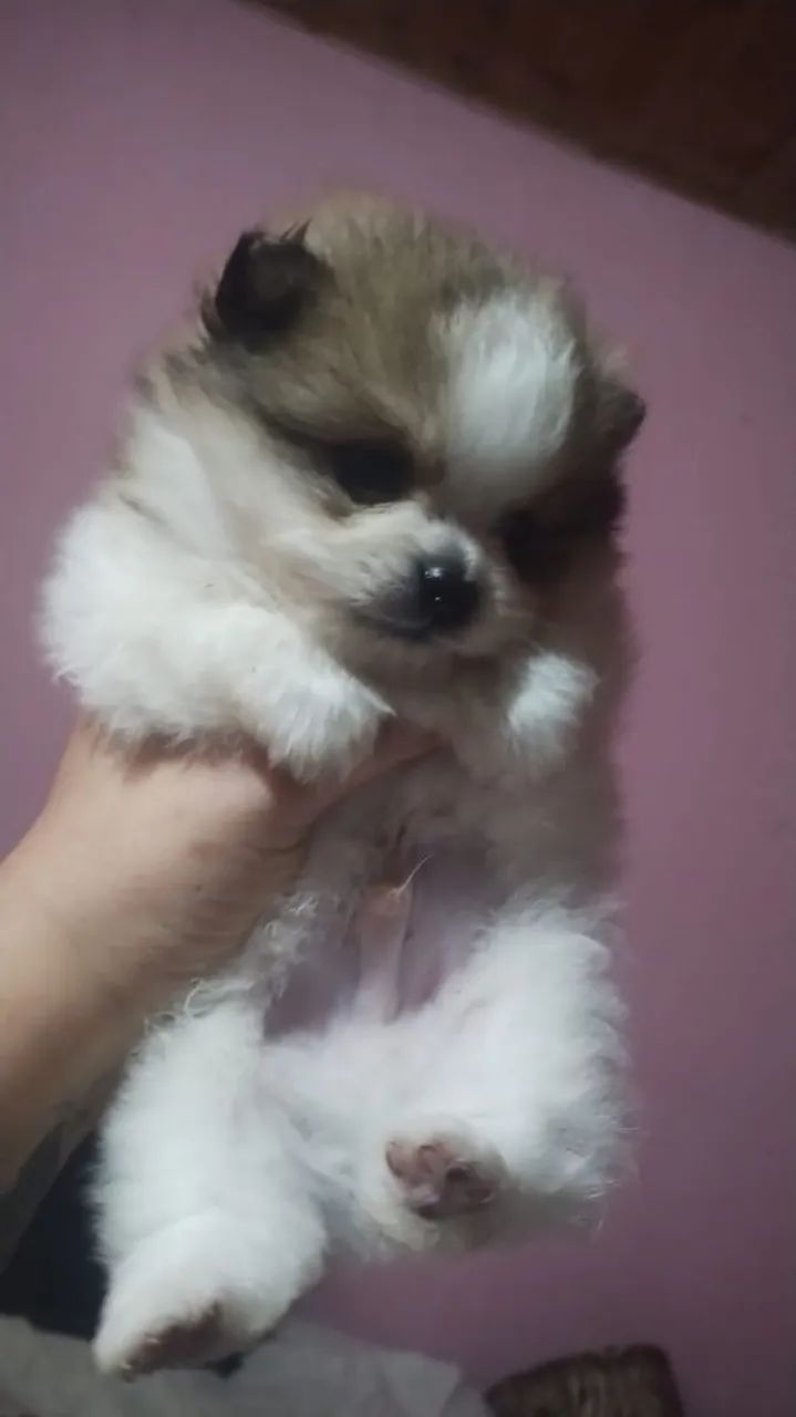 Spitz Alemão Anão  - Foto 5