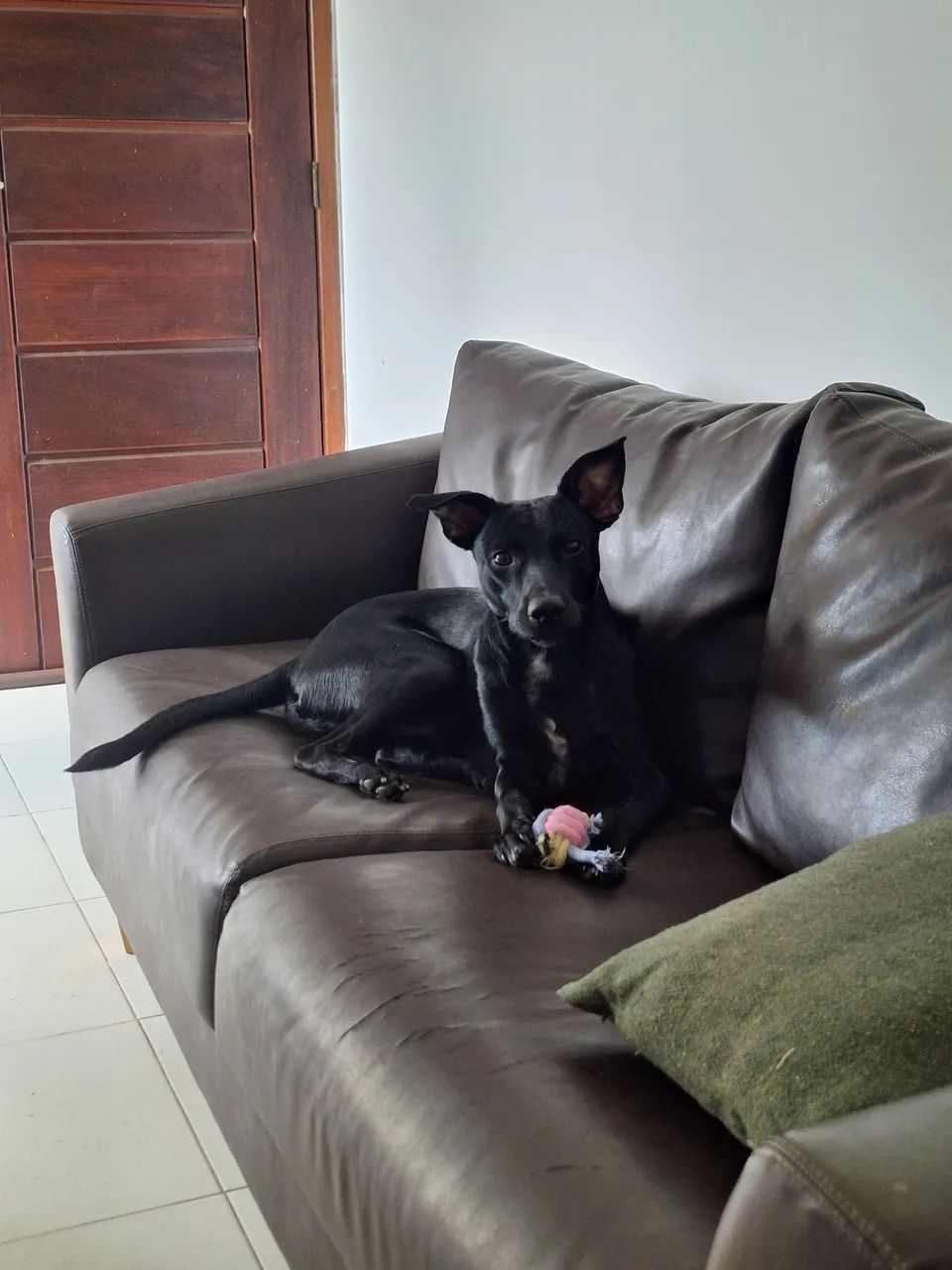 Adoção responsável