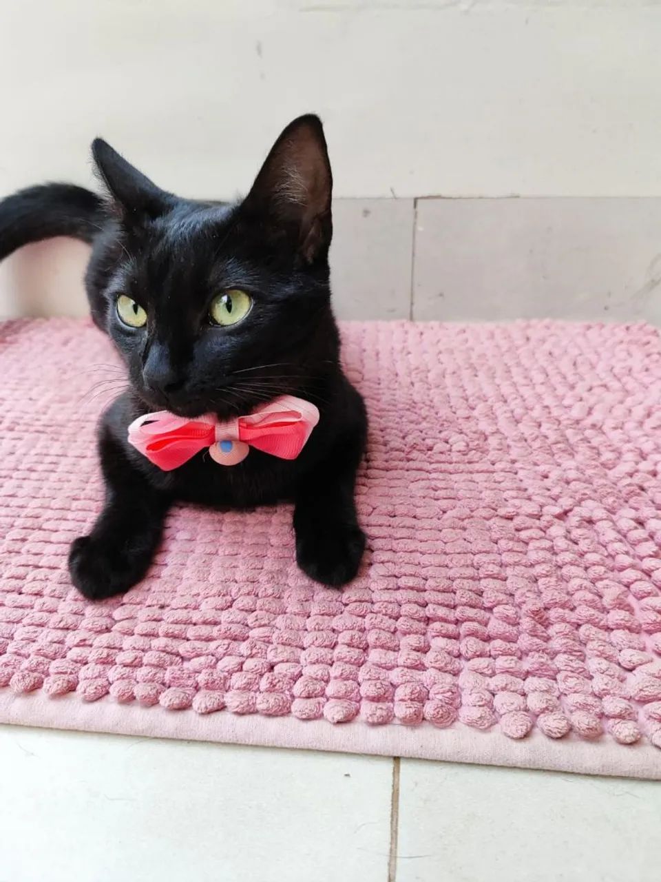 Gatinha Adoção  - Foto 2